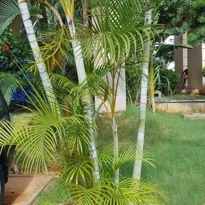 Meet your Posher, Dicksmuel